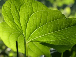 Tirage d'art - feuille de tamier