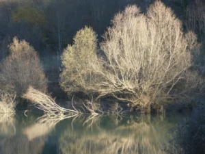 tirage d'art - reflets d'arbres dans un lac