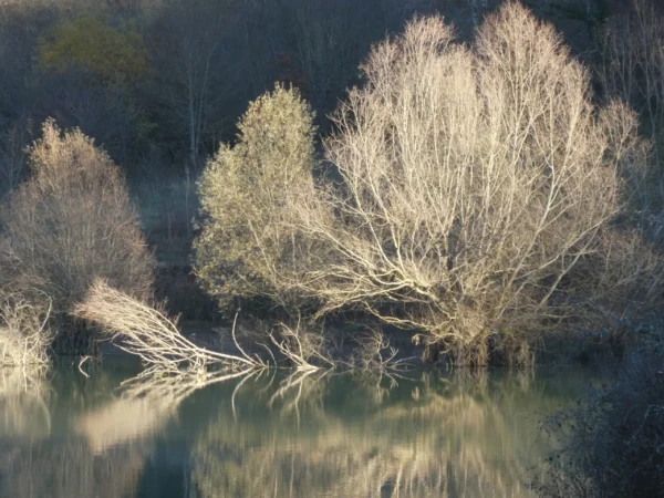 tirage d'art - reflets d'arbres dans un lac