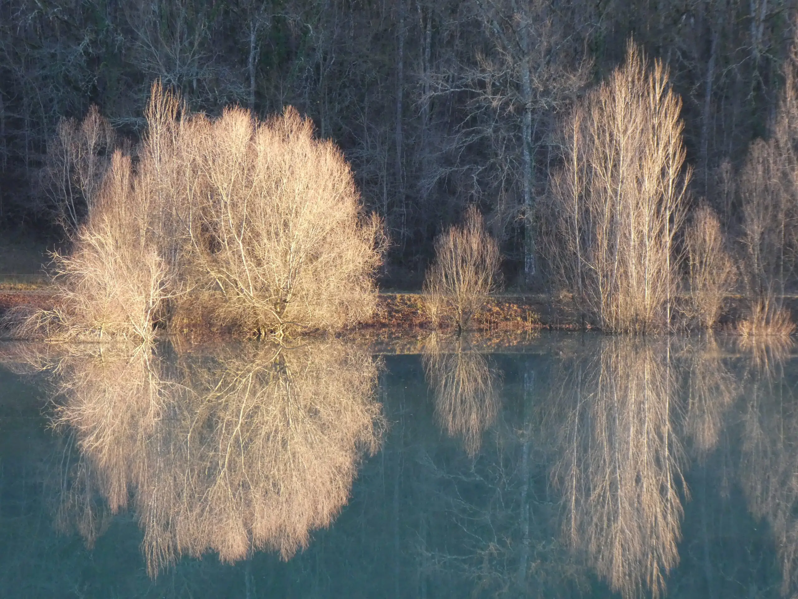 Tirage photo d’art – reflets d’arbres dénudés sur un lac en hiver