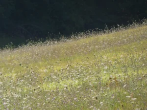 Tirage photo d’art nature - carottes dans la prairie