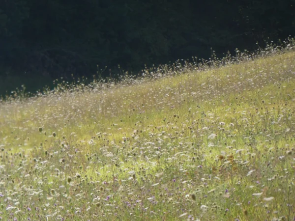 Tirage photo d’art nature - carottes dans la prairie