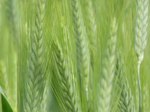 Tirage d'art - champ de blé vert