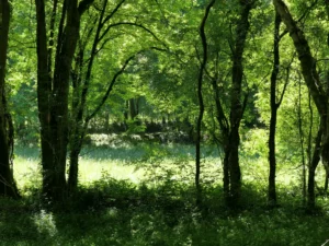 tirage d'art - les arbres