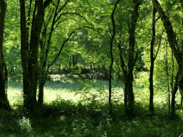 tirage d'art - les arbres