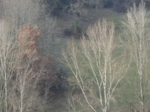 Tirage photo d'art - les arbres en hiver