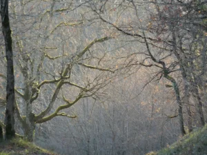 Tirage d'art nature - arbres couverts de mousse