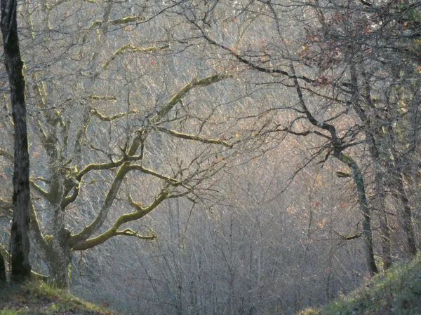 Tirage d'art nature - arbres couverts de mousse