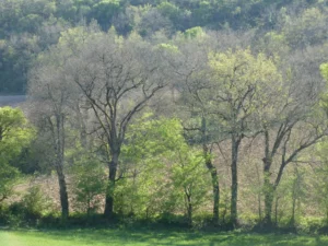 Tirage d'art nature - arbres et champs au printemps