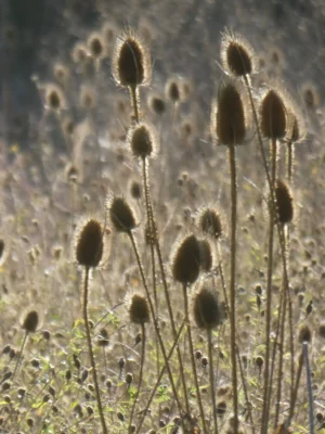 Tirage photo d’art nature – Cardères