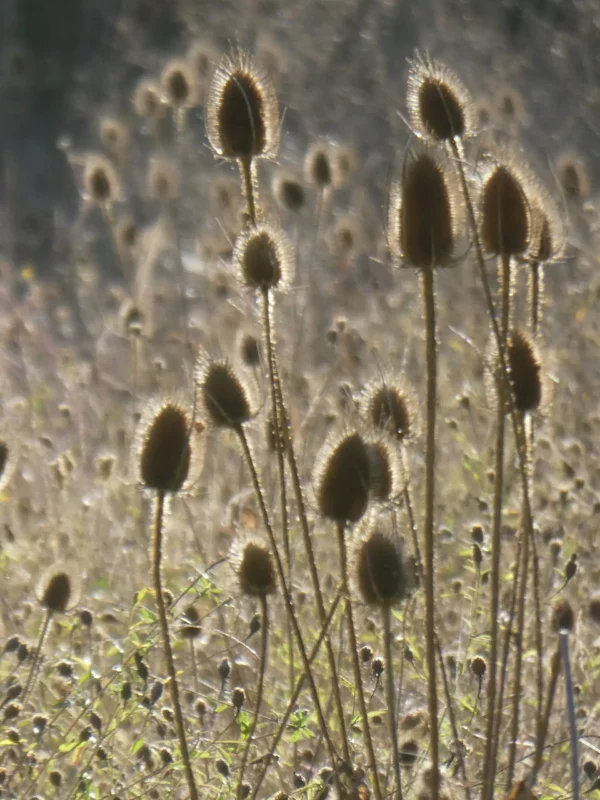 Tirage photo d’art nature – Cardères