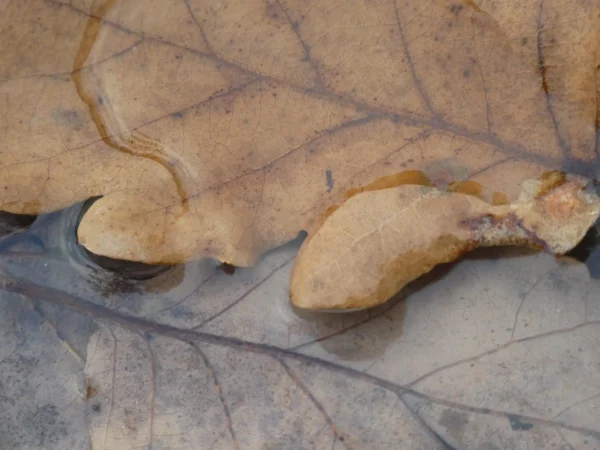 photographie tirage d'art feuilles mortes de chêne
