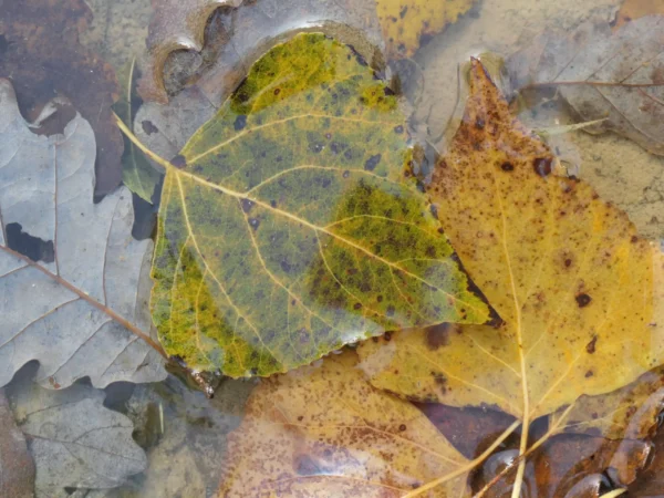 Tirage d'art - Les feuilles de Peuplier en automne
