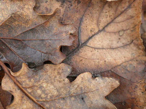 Tirage photo d’art nature Feuilles mortes
