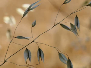 tirage photo d'art - épis de folle avoine