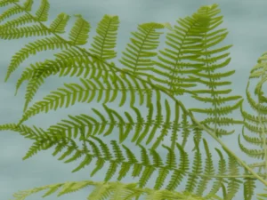 Tirage photo d'art nature feuilles de fougère