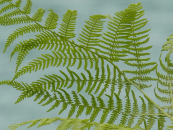 Tirage photo d'art nature feuilles de fougère