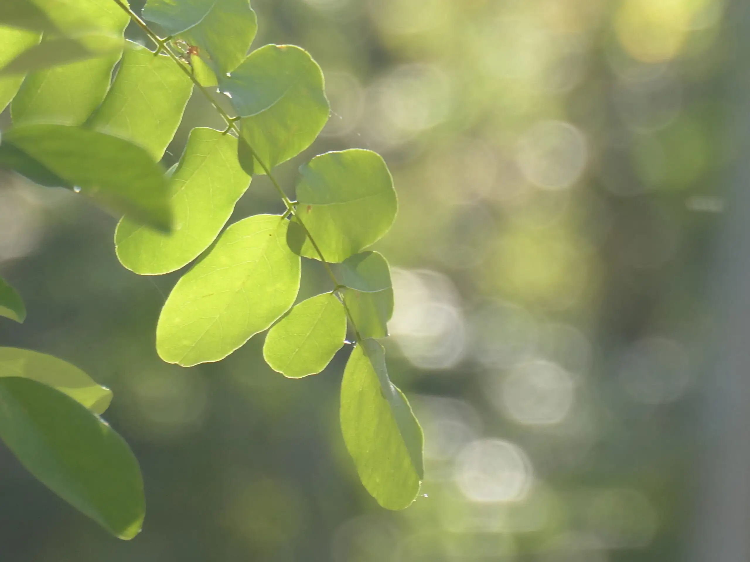 Tirage photo d’art nature – feuille de robinier