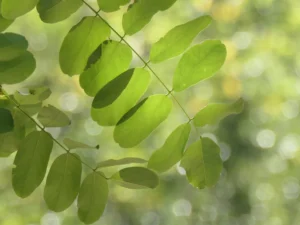 Tirage d'art feuilles de robinier transparence