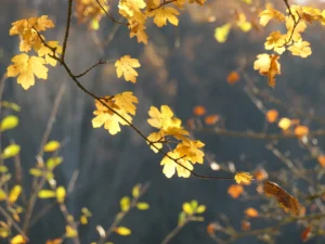 Tirage photo feuilles d'érable en automne