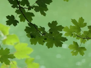 Tirage photo d’art nature - érable champêtre