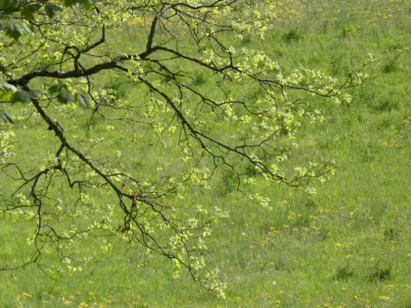 acheter photo de jeunes feuilles au printemps