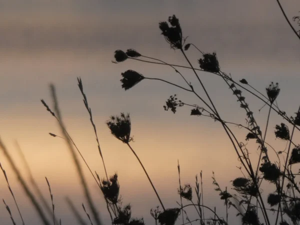 photo de fleurs de carottes sauvages en contre-jour