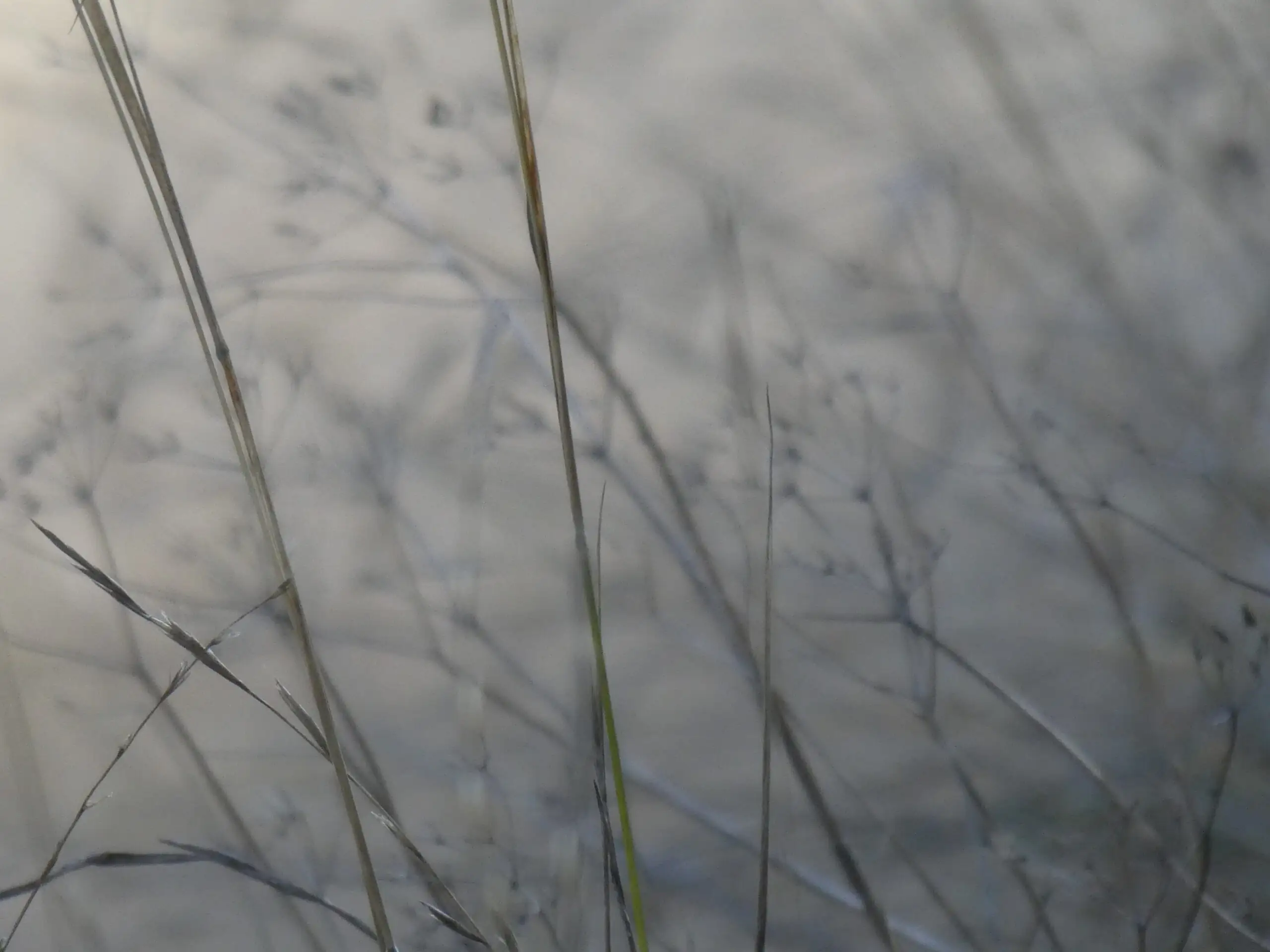 tirage d'art photo nature graphique