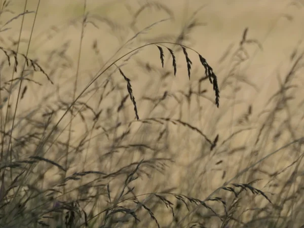 photo graminées dans une lumière douce