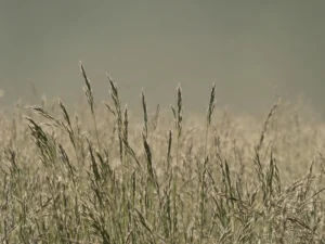Tirage photo d’art nature Herbes – transparences et lumière