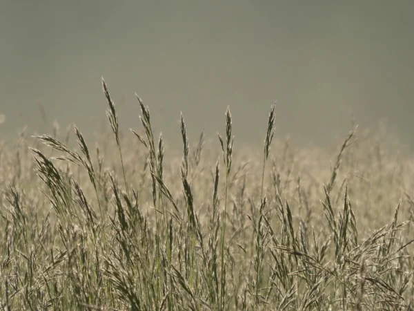Tirage photo d’art nature Herbes – transparences et lumière