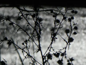 tirage photo plantes épineuses en contre-jour