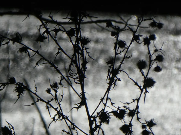 tirage photo plantes épineuses en contre-jour