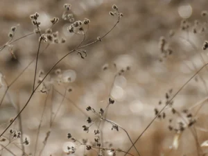 photo fleurs de carottes