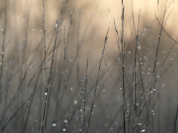tirage photo d'art - gouttes de rosée sur herbes