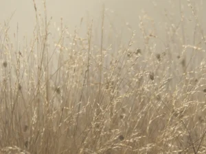 Tirage photo nature - herbes sèches en été - transparence
