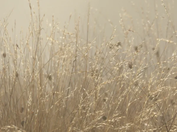 Tirage photo nature - herbes sèches en été - transparence