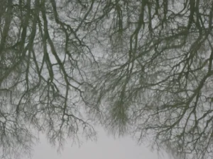 Tirage photo d’art – reflets inversés d’arbres nus en hiver à la surface d’un lac