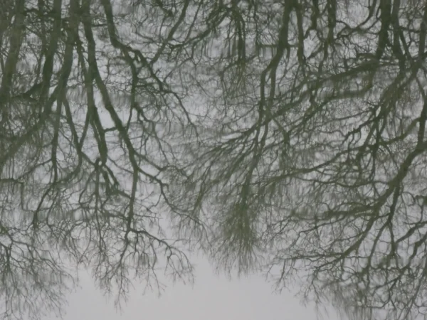 Tirage photo d’art – reflets inversés d’arbres nus en hiver à la surface d’un lac