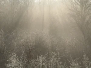 tirage d'art - arbres le matin dans les premières lueurs du jour