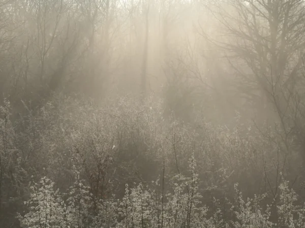 tirage d'art - arbres le matin dans les premières lueurs du jour