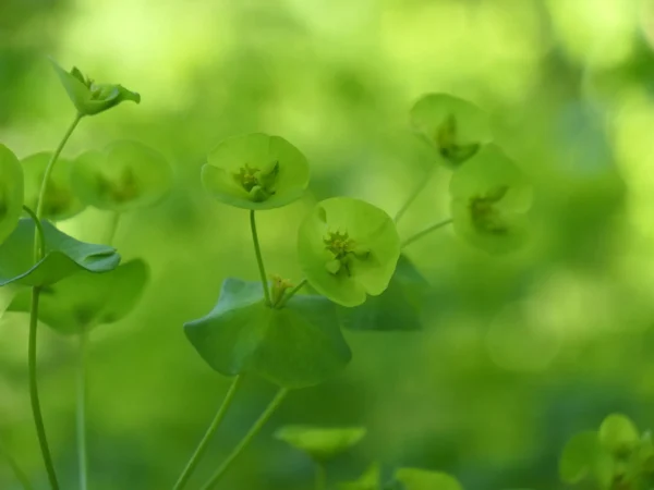 tirage photo d'art - L'euphorbe douce lumière printemps