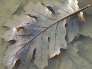tirage photo d'art nature - feuille morte tombée dans l'eau