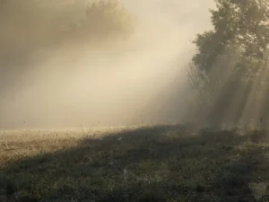 tirage photo d'art nature - arbres, saules