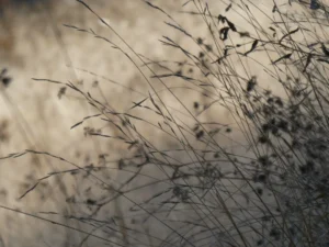 tirage photo - fines graminées dans la lumière hivernale