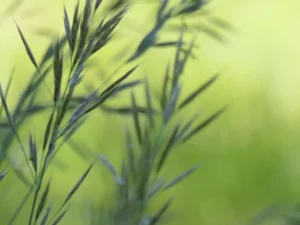 tirage photo d'art - épis de graminées sauvage lumière douce