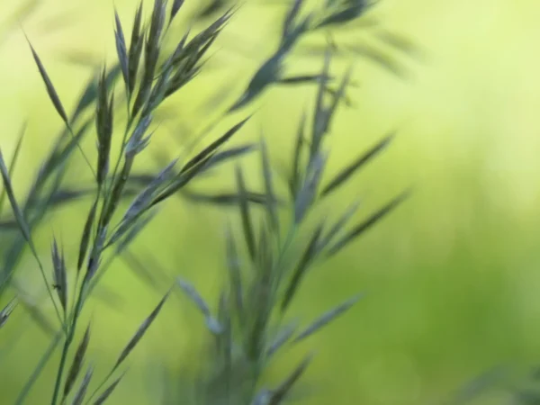 tirage photo d'art - épis de graminées sauvage lumière douce