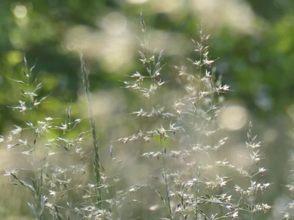 tirage d'art - épis de graminées - rendu pastel
