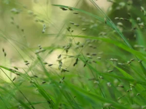 Tirage photo - Graminées en fleurs au printemps