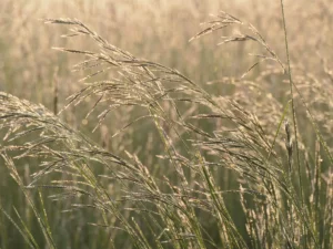 tirage photo d'art - graminées rosée